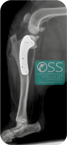 A TPLO prevents stifle instability